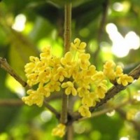 重慶四季桂_莎莎園藝_四季桂苗