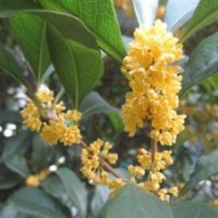 浙江四季桂|莎莎園藝|四季桂批發(fā)