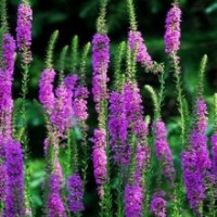 草花批發(fā)、草花、山一花卉苗木(查看)