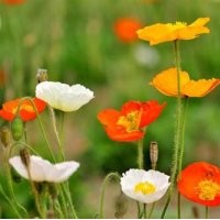 招遠(yuǎn)草花批發(fā)、草花、草花基地山一花卉苗木(圖)