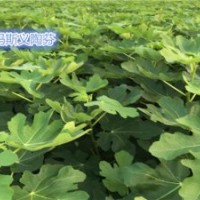 金華無花果苗品種,金華無花果苗,小葉無花果價(jià)格合理(查看)