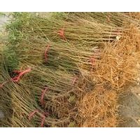 桃樹苗 桃樹苗價(jià)格 山桃樹苗