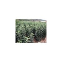 蘋果苗，山西蘋果苗，2--3公分蘋果苗