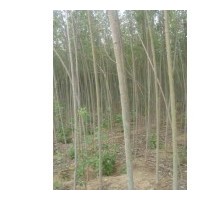 占地樹(shù)處理-櫻桃樹(shù)，山楂樹(shù)，梨樹(shù)速生楊