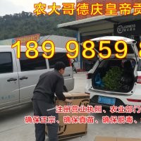 嫁接皇帝柑