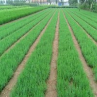 什么叫側(cè)柏樹、側(cè)柏、瀅涵苗木中心(多圖)