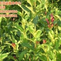 棣棠價(jià)格_棣棠_瀅涵苗木中心(圖)