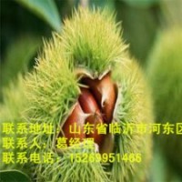 臨沭板栗苗供應(yīng)，板栗苗價格，板栗苗批發(fā)