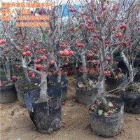 冬紅果|瀅涵苗木中心|冬紅果出售