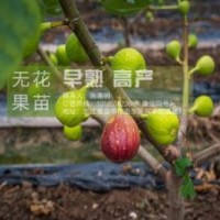 金華無花果苗、無花果苗、【惠星農(nóng)