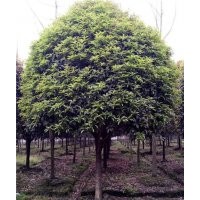 黔東南櫻花樹,青峰園林專業(yè)批發(fā)水杉,櫻花樹價(jià)格