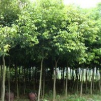 成都青峰苗木園林、遵義柏樹、出售柏樹