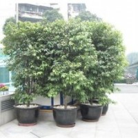 梅花批發(fā)價(jià)格,瀘州梅花,青峰園林(查看)
