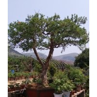 本公司常年供應(yīng)1到50公分的石榴樹苗，石榴樹