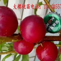 大櫻桃苗 大櫻桃樹苗 抗寒大櫻桃苗 耐寒大櫻桃苗