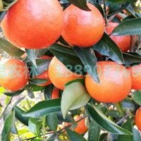 湖南千思世紀(jì)紅柑橘基地 供適合廣東種植發(fā)展世紀(jì)紅世紀(jì)紅桔苗
