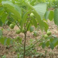 大量3苗-10公分核桃樹 山楂樹