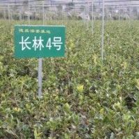 油茶苗