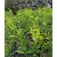桔苗品種（明日見(jiàn)，阿思蜜）