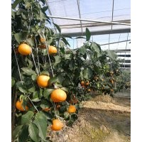 桔苗品種（紅美人）