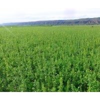 長期供應(yīng)大量蘋果苗木