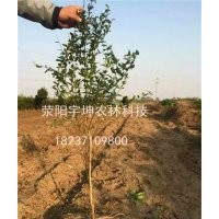 4公分嫁接突尼斯軟籽石榴樹苗帶土球