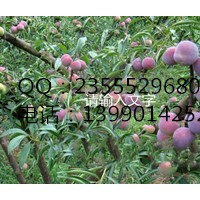 重慶萬州李子苗，重慶萬州晚熟李子苗，萬州嫁接李子樹苗