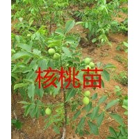 四川嫁接核桃樹(shù)苗，香玲核桃樹(shù)苗批發(fā)，四川核桃苗基地