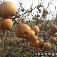 苗木供應商，供梨苗，晚秋黃梨苗，金秋香梨苗