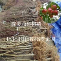 江蘇1米高油桃樹苗肉多皮薄的大油桃樹苗批發(fā)供應(yīng)