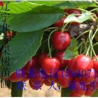 銷售石家莊保定桃樹苗大櫻桃苗