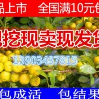 中華鈣果苗價格 中華鈣果苗報價 中華鈣果苗批發(fā) 山西中華鈣果苗