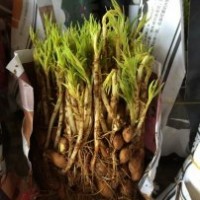 廣西桂林毛桃苗小苗毛桃幼苗
