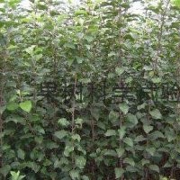 長(zhǎng)期供應(yīng)山楂苗大量 批發(fā)2——25公分山楂樹苗質(zhì)優(yōu)價(jià)廉占地苗