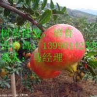 紅如意軟籽石榴，突尼斯軟籽石榴，大紅甜石榴