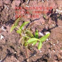香玲核桃樹苗，漾濞核桃樹苗，新疆薄殼核桃樹苗， 8518核桃樹苗