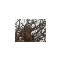 供應(yīng)1-15公分桃樹苗 1-15公分山楂苗 1-15公分櫻桃苗