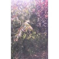 蘋果苗基地￥早熟蘋果苗價錢@早熟蘋果苗批發(fā)