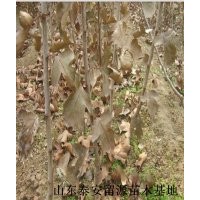 優(yōu)質山楂苗價格，山東山楂苗供應商，山楂苗基地
