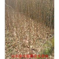 山東柿子苗供應商，優(yōu)質柿子苗價格，柿子苗基地