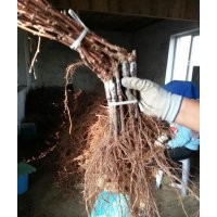 專業(yè)出售長春嫁接蜜汁葡萄苗長春出售蜜汁葡萄苗