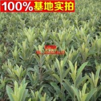 枇杷苗大五星枇杷樹(shù)苗嫁接果樹(shù)