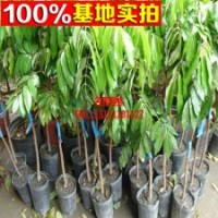 果樹(shù)苗 龍眼苗 石峽龍眼苗 儲(chǔ)良