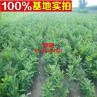 【遷西板栗】 羅田板栗 遵化板栗