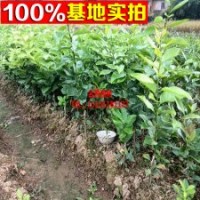 香水檸檬盆栽果樹苗（檸檬苗）
