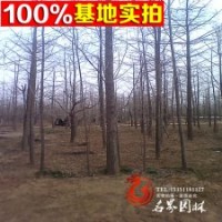 白果基地常年提供各規(guī)格白果樹苗