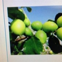 供應(yīng)臺灣（高朗1號）大青棗苗