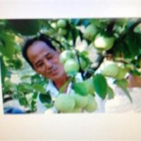供應(yīng)臺灣（青花梨）苗
