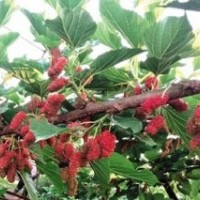 供應(yīng)紅果2號果桑苗