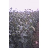 哪里有梨樹苗產(chǎn)地？山西梨樹苗圖片